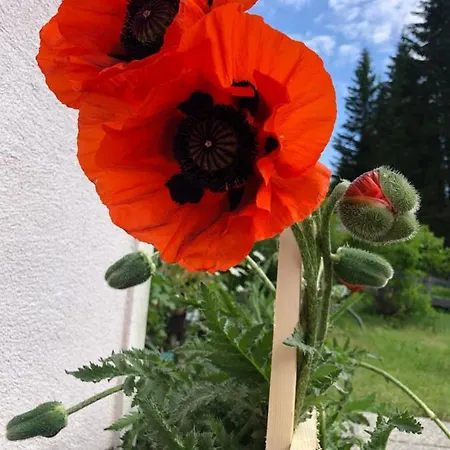Sophia & Ilse * Murau