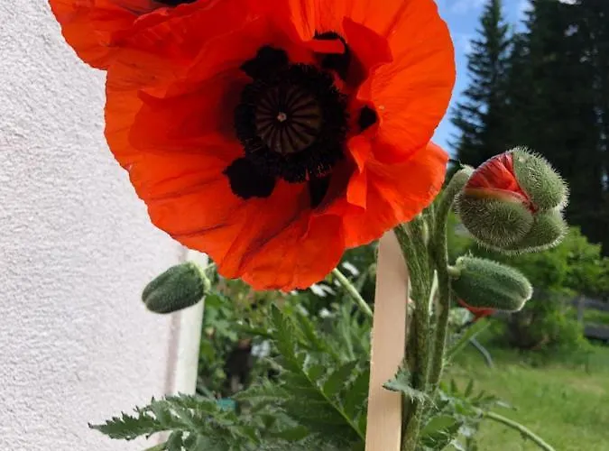 Sophia & Ilse * 穆劳